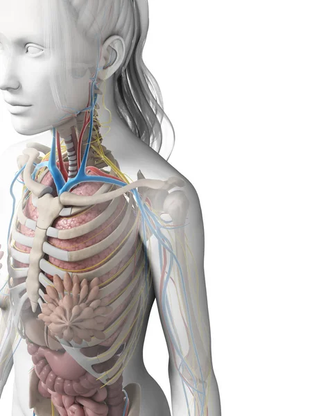 Rendered Illustration Female Anatomy — Stock Photo, Image