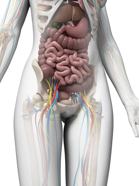 Illustrazione Dell Anatomia Femminile — Foto Stock