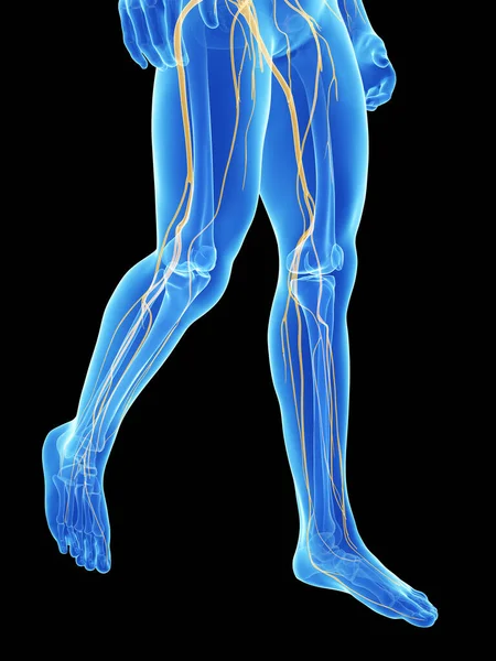 Rendered Medical Illustration Nerves Legs — Stock Photo, Image