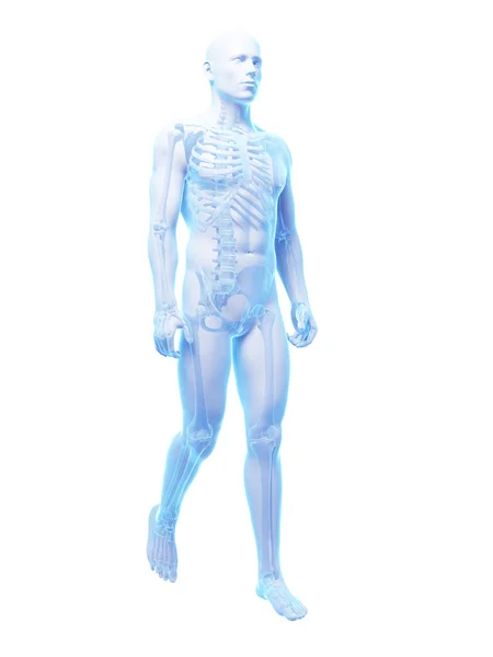 Rendered Medical Illustration Walking Guy — Stock Photo, Image