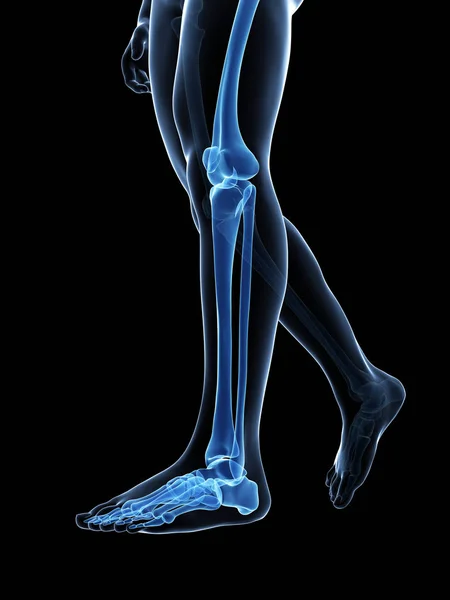Kiolvasztott Orvosi Illusztráció Csontok Lábak — Stock Fotó