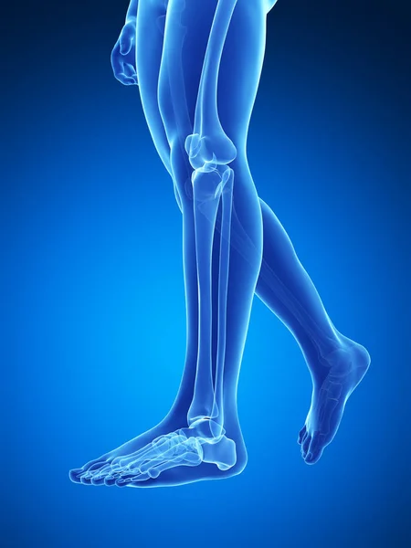 Kiolvasztott Orvosi Illusztráció Csontok Lábak — Stock Fotó