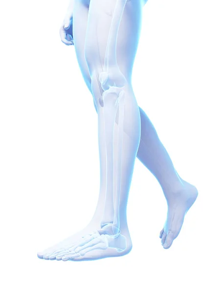 3Dレンダリング医療イラスト 足の骨 — ストック写真