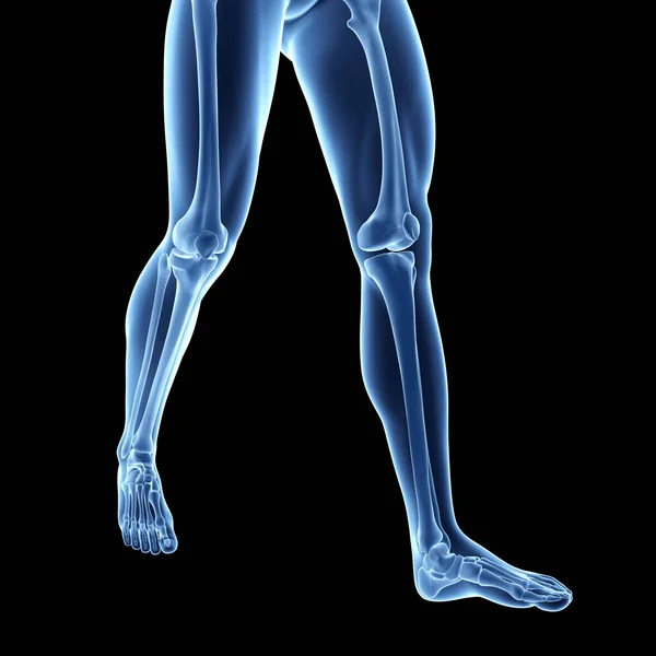 Ілюстрація Кісток Ноги — стокове фото