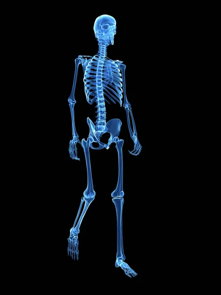 3D渲染医疗图解 行走骨架 — 图库照片