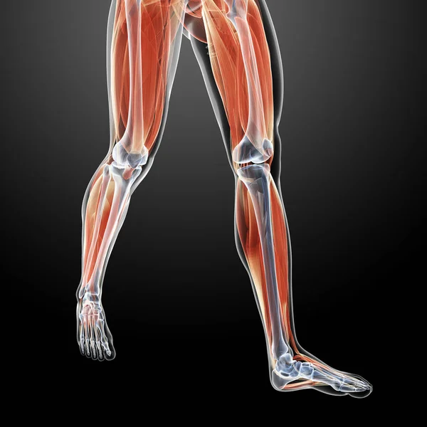 3D描绘了腿部肌肉 — 图库照片