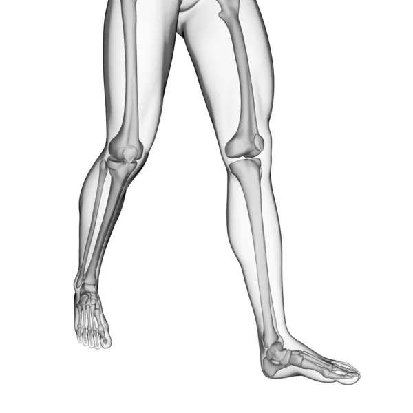 Rendered Illustration Leg Bones — Stock Photo, Image