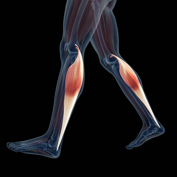 Rendered Illustration Leg Muscles — Stock Photo, Image