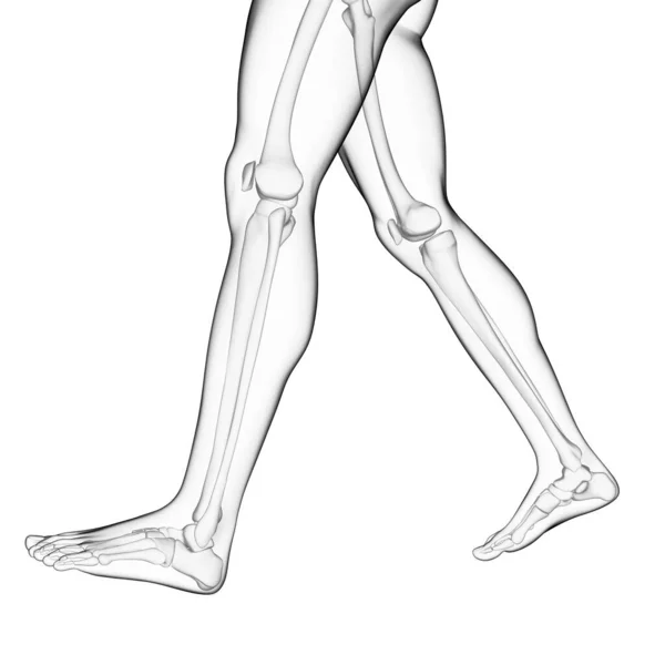 Rendered Illustration Leg Bones — Stock Photo, Image