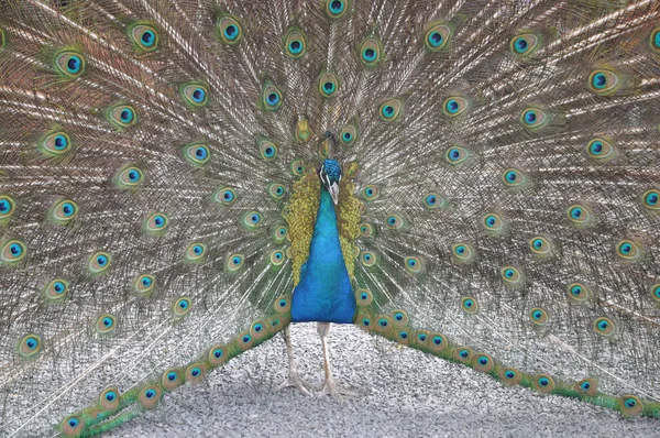 Paon Oiseau Animal Belles Plumes — Photo