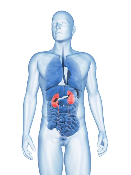 男性の腎臓の レンダリングされた図 — ストック写真