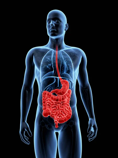 Ilustração Renderizada Sistema Digestivo Masculino — Fotografia de Stock