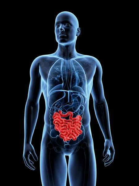 3D显示男性小肠的图解 — 图库照片