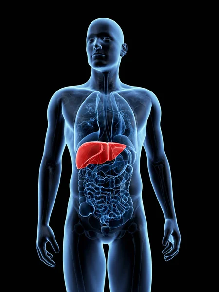 男性肝脏的 呈现的插图 — 图库照片