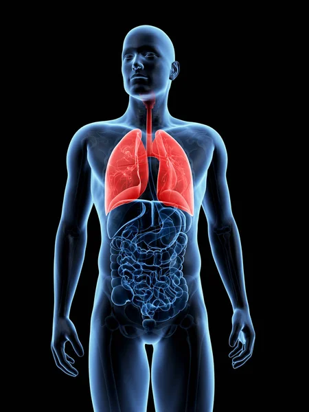 Renderowane Ilustracja Mężczyzna Płuc — Zdjęcie stockowe