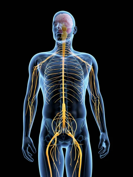 Оказана Иллюстрация Мужской Нервной Системы — стоковое фото