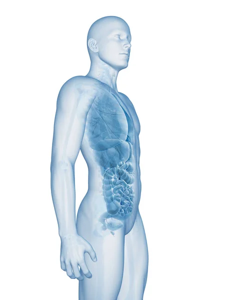 男性の臓器の3Dレンダリングイラスト — ストック写真