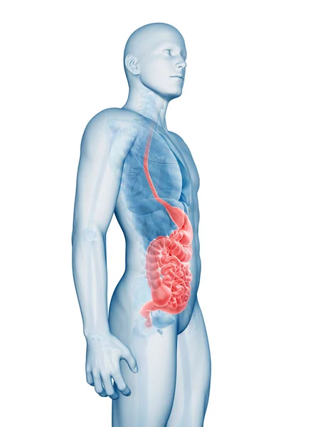 Ilustración Renderizada Del Sistema Digestivo Masculino —  Fotos de Stock