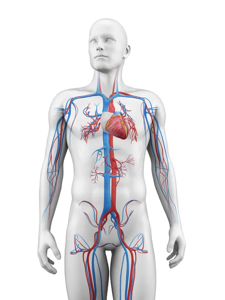 Ilustracja Medyczna Układu Naczyniowego — Zdjęcie stockowe