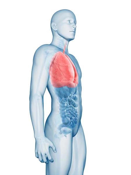 男性の肺癌の レンダリングされた図 — ストック写真