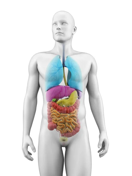Medicínské Ilustrace Lidských Orgánů — Stock fotografie
