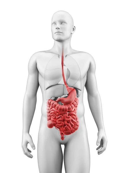 Illustrazione Medica Del Sistema Digestivo — Foto Stock