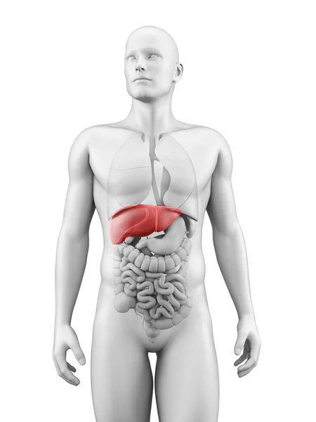 Illustrazione Medica Del Fegato — Foto Stock