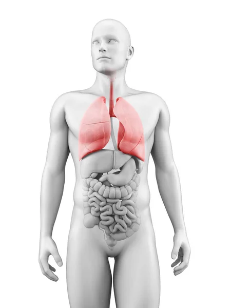 Ilustracja Medyczna Płuc — Zdjęcie stockowe