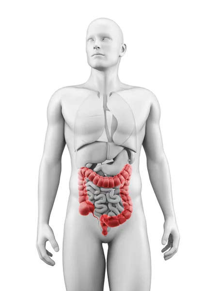 Medical Illustration Colon — Stock Photo, Image