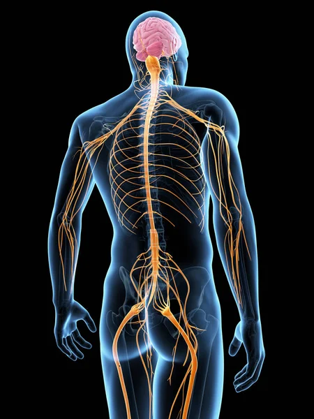 Medizinische Illustration Des Nervensystems — Stockfoto