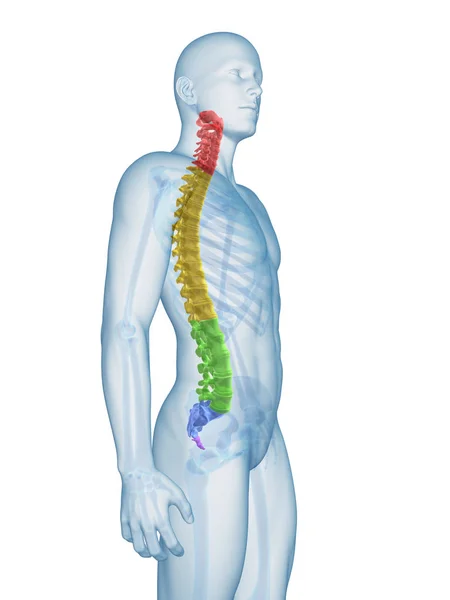 Medical Illustration Spine Sections — Stock Photo, Image