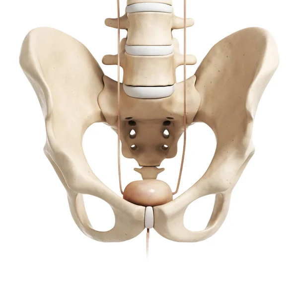 Återgiven Illustration Urinblåsan — Stockfoto