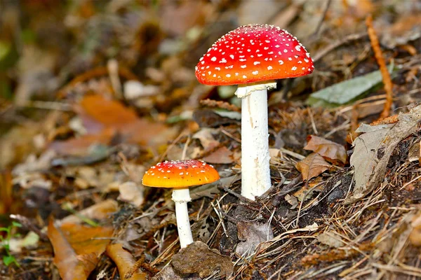 Toadstools Champignon Dans Forêt — Photo