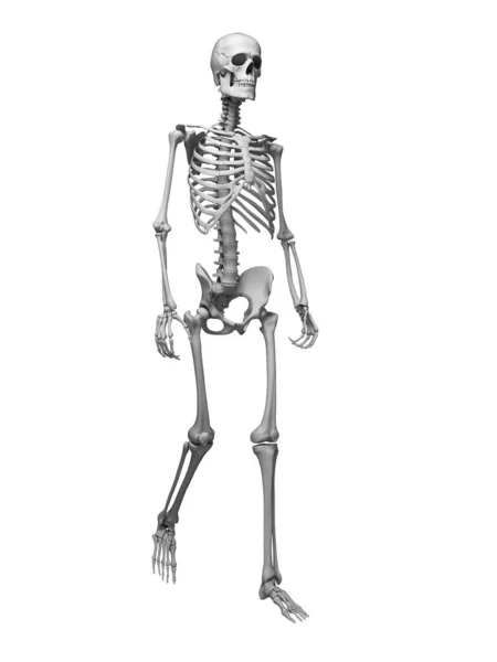 Rendered Medical Illustration Walking Skeleton — Stock Photo, Image