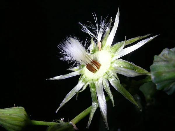 Piękne Botaniczne Ujęcie Naturalna Tapeta — Zdjęcie stockowe