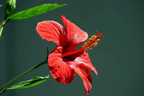 Schöne Botanische Aufnahme Natürliche Tapete — Stockfoto