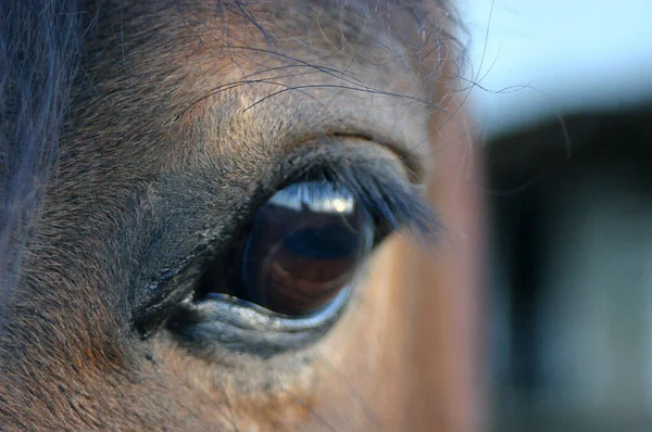 Horses Outdoors Daytime — Stock Photo, Image