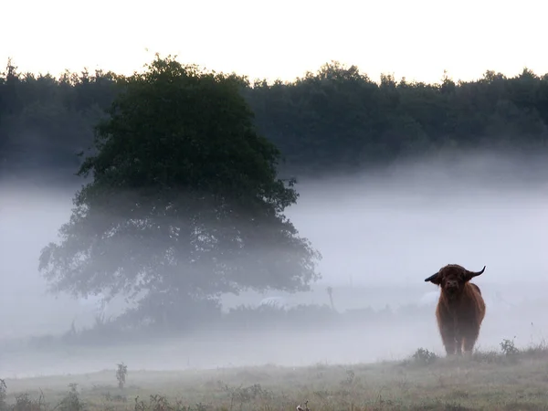 Domestic Cattle Pasture — Stock Photo, Image