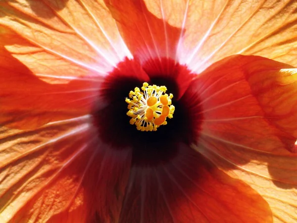 Květní Lístky Ibišku Flóra Příroda — Stock fotografie