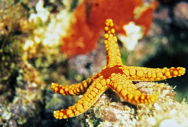 Onderwaterfotografie Zeeleven — Stockfoto