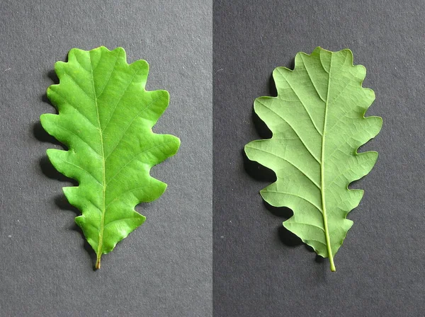 Foglia Albero Sfondo Nero — Foto Stock