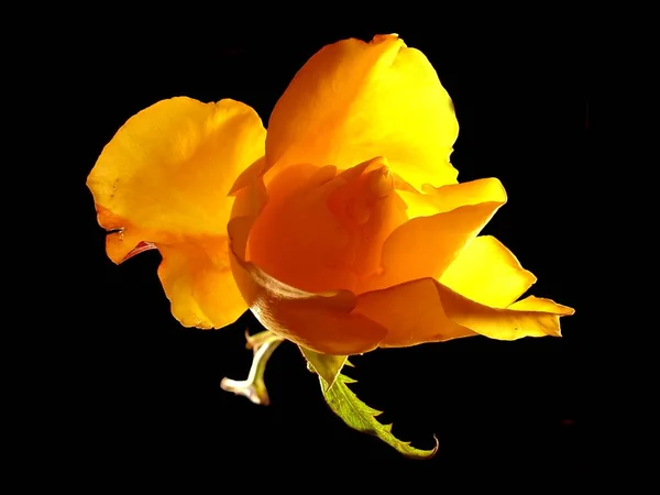 ดอกไม สวยงาม นหล งแนวค ดดอกไม — ภาพถ่ายสต็อก