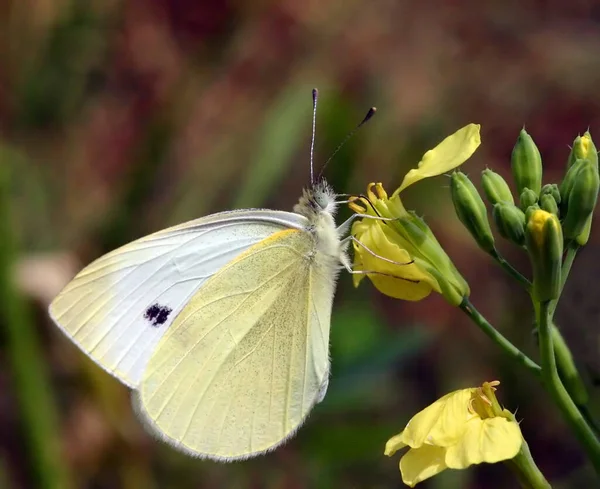 Primo Piano Bug Natura Selvaggia — Foto Stock