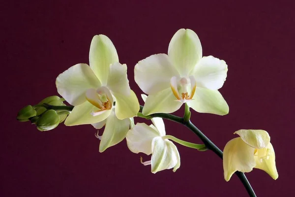 Lente Orchidee Bloemen Bloeien — Stockfoto