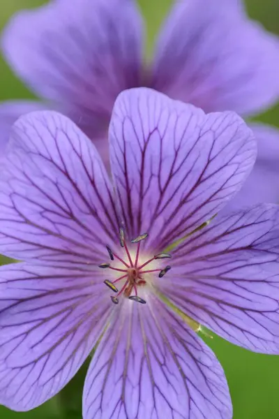 Hermoso Plano Botánico Fondo Pantalla Natural — Foto de Stock