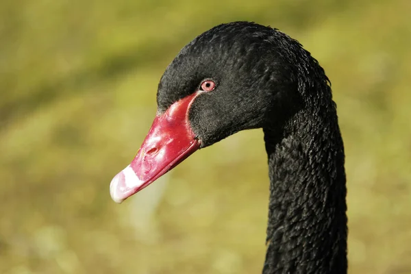 Vista Aswanscenic Cisne Majestoso Natureza — Fotografia de Stock