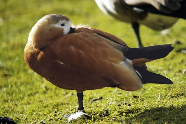 Vista Panorámica Del Pájaro Ganso Naturaleza —  Fotos de Stock