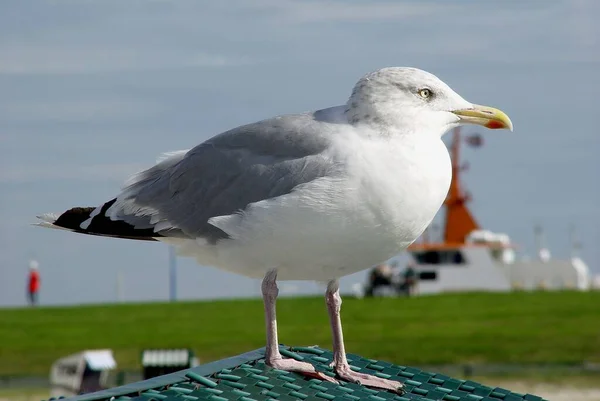 Strand Scen Naturligt Vatten — Stockfoto