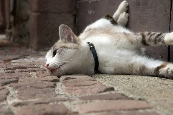 Кішка Півдні Франції Ноги Стали Жертвою Ситуації — стокове фото