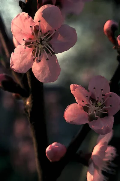 树上的桃花 — 图库照片